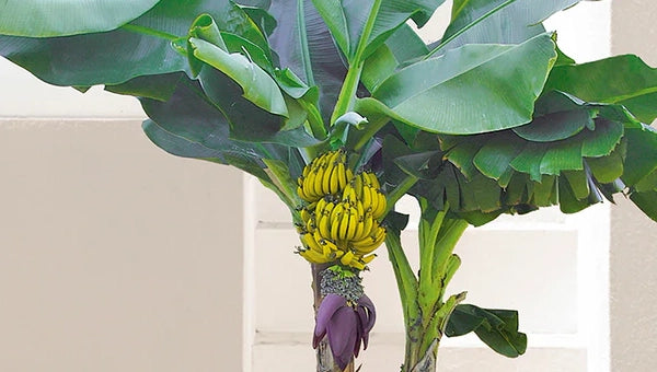 Edible Plants for Sale