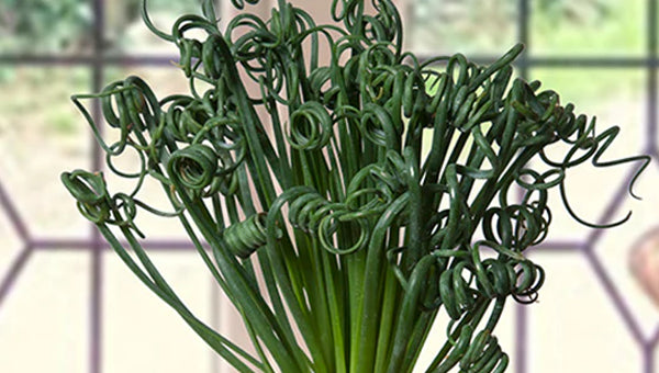 Rare plants for sale