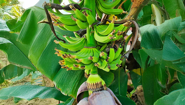 Edible plants for sale