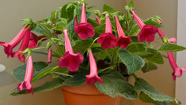 Plants on sale for a limited time