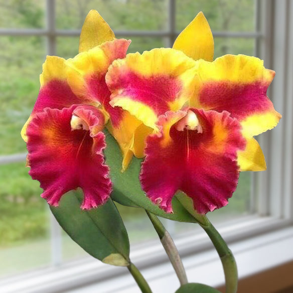 Rth Orchid Siam Fancy ‘Wings of Fire’ (Cattleya x Guarianthe x Rhyncholaelia)