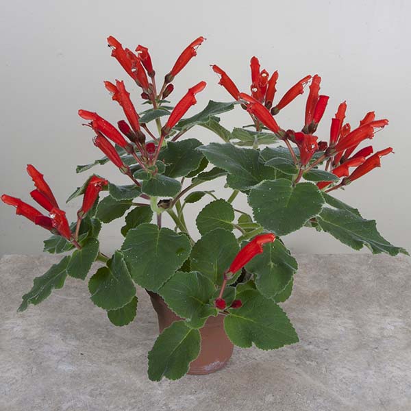 Cardinal Flower (Sinningia cardinalis)