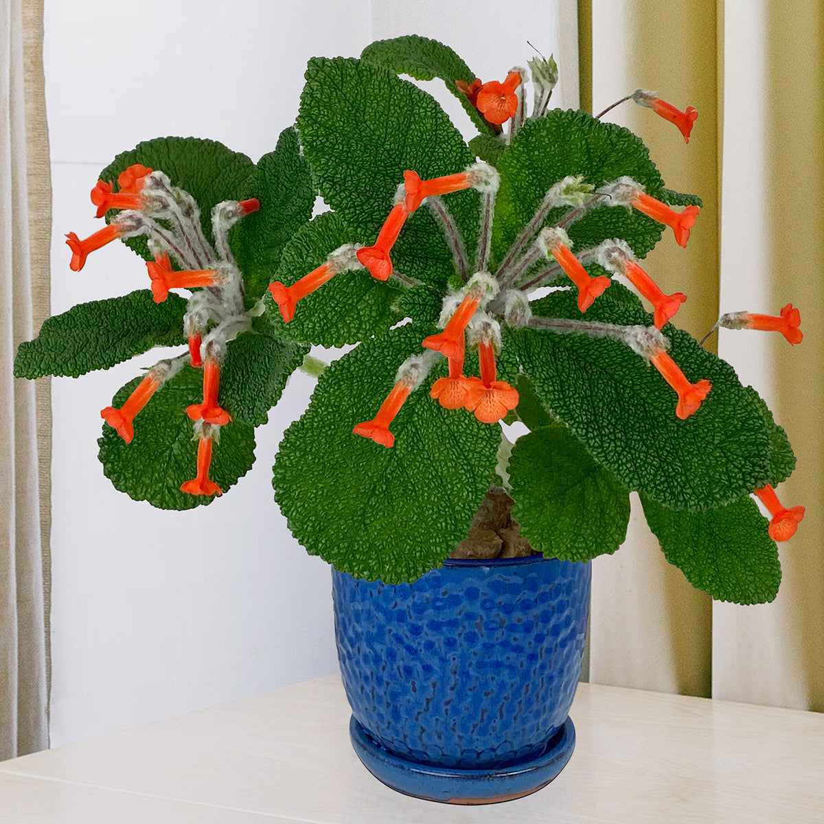 Emerald Forest Plant (Sinningia bullata)