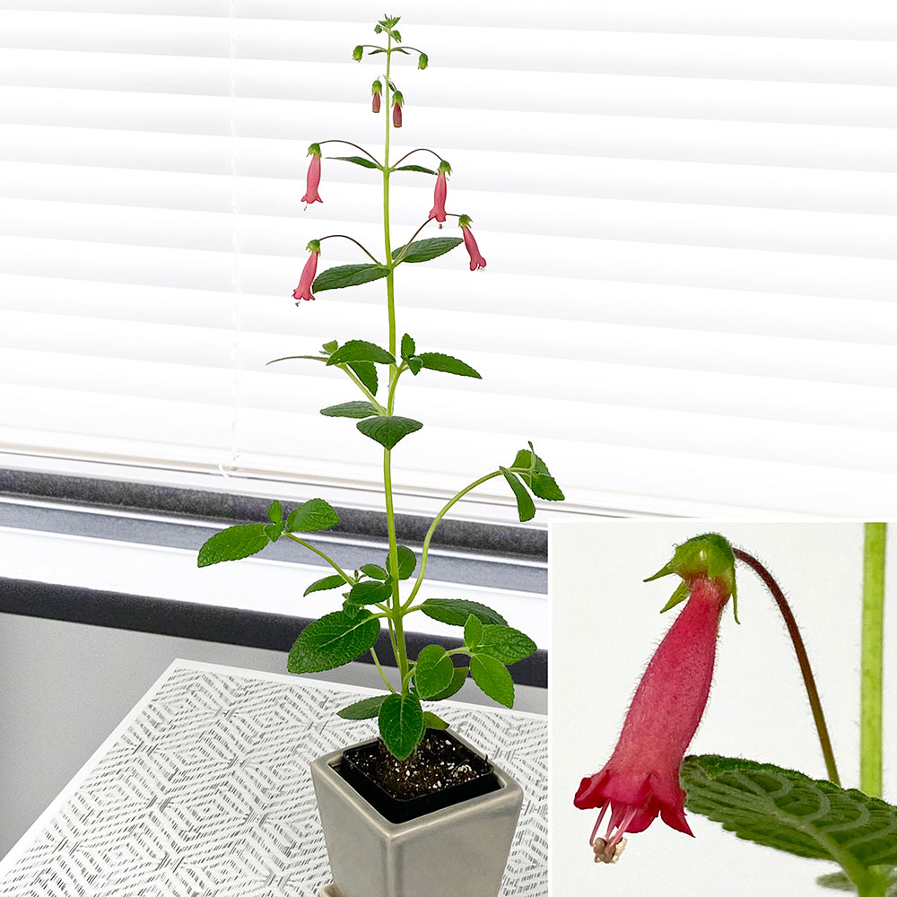 Sinningia ‘Towering Inferno’ (Sinningia hybrid)