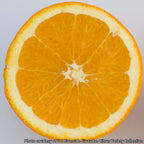 Citrus ‘Skaggs Bonanza’ Navel Orange Tree (Citrus sinensis)