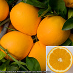 Citrus ‘Skaggs Bonanza’ Navel Orange Tree