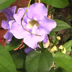 Blue Skyflower (Thunbergia grandiflora)