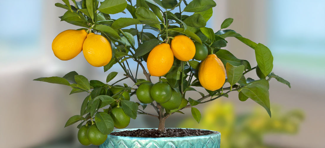 Mayer Lemon Tree for sale - edible citrus plant
