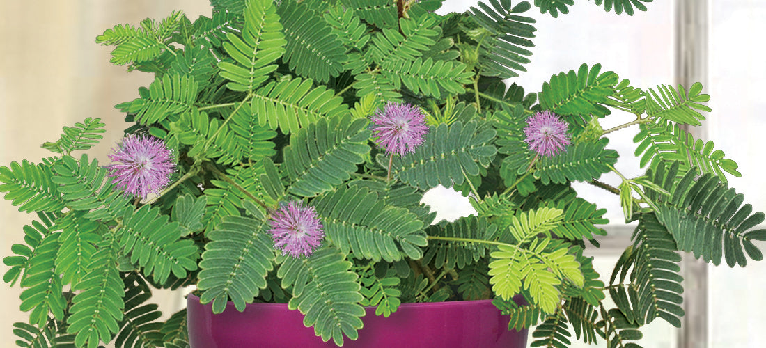 Sensitive Plant for sale - fast moving plant - fun for kids