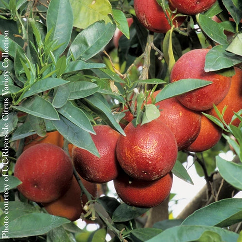 Edible Plants for Sale at Logee's