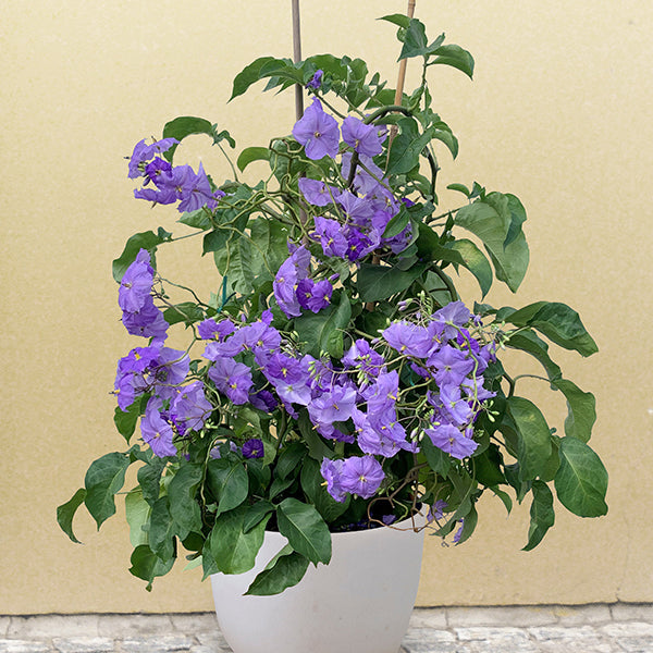 Costa Rican Nightshade (Solanum wendlandii)