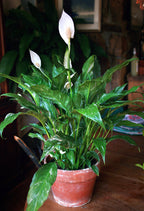 Variegated Peace Lily ‘Domino’ (Spathiphyllum hybrid)