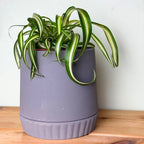 Curly Spider Plant 'Bonnie' (Chlorophytum comosum)