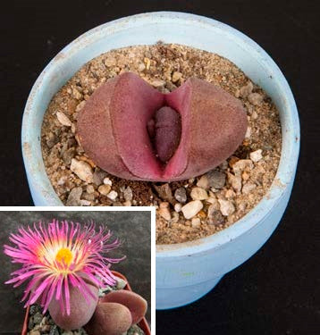 Split Rock ‘Royal Flush’ (Pleiospilos nelii)