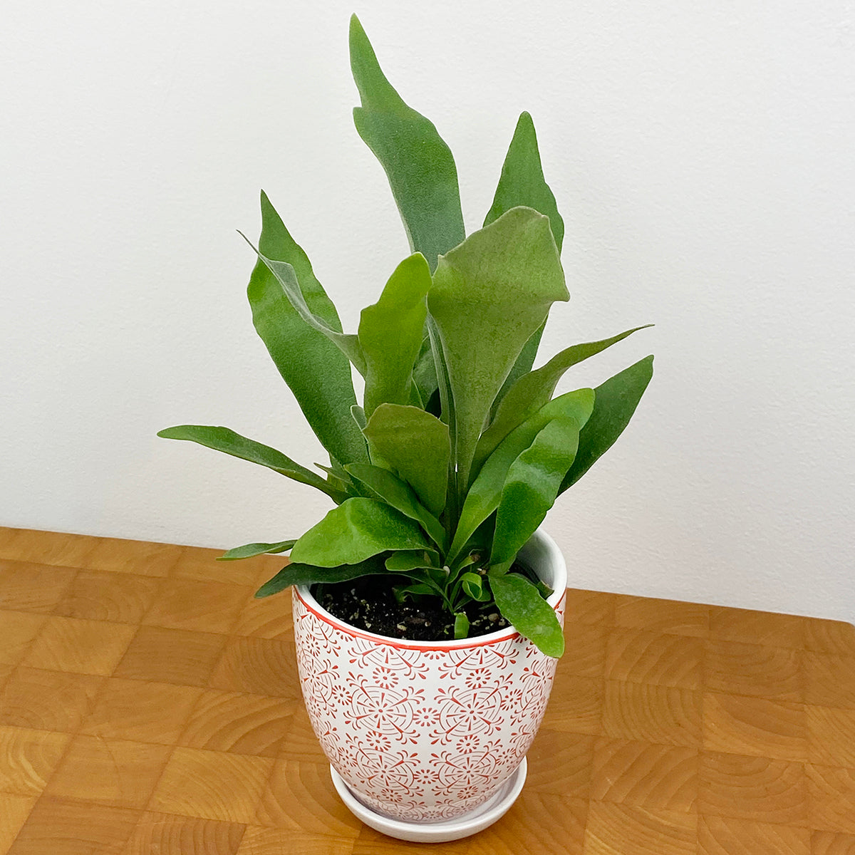 Staghorn Fern (Platycerium bifurcatum)