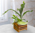Staghorn Fern Basket (Platycerium bifurcatum)