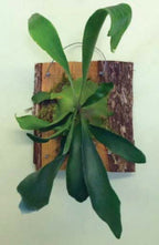 Staghorn Fern On Wooden Plaque (Platycerium bifurcatum)
