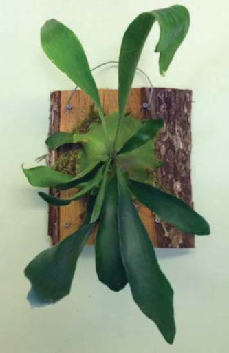 Staghorn Fern On Wooden Plaque (Platycerium bifurcatum)