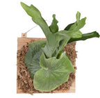 Staghorn Fern ‘Superbum’ on Cedar Plaque