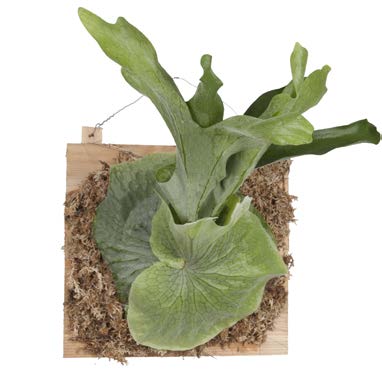 Staghorn Fern ‘Superbum’ on Cedar Plaque