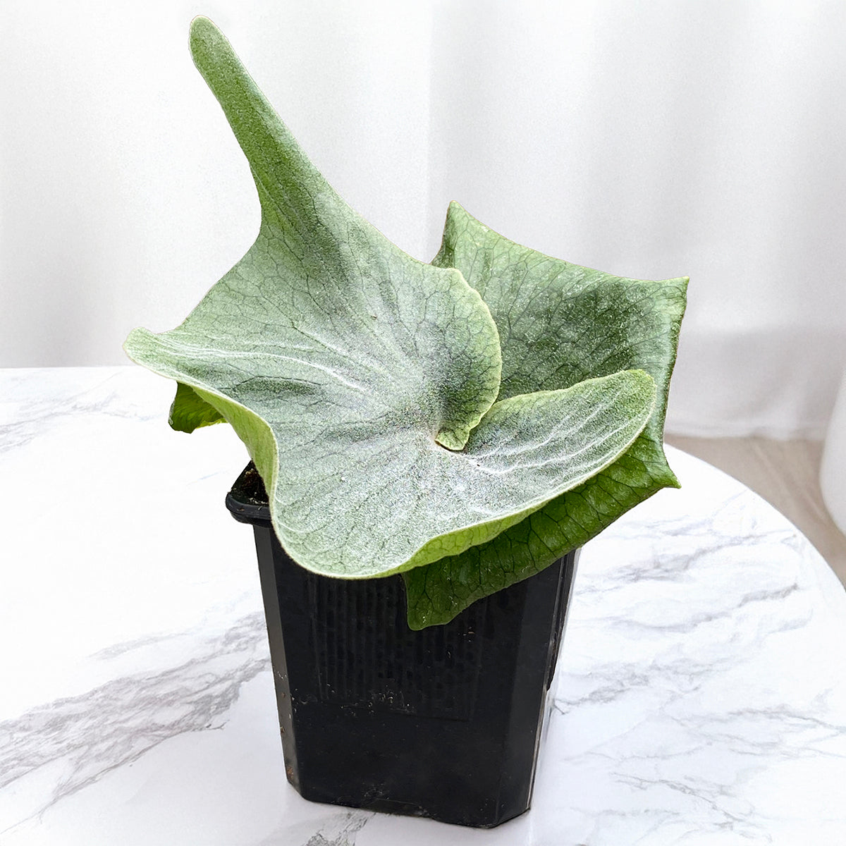 Staghorn Fern 'Superbum' (Platycerium superbum) – Logee's Plants