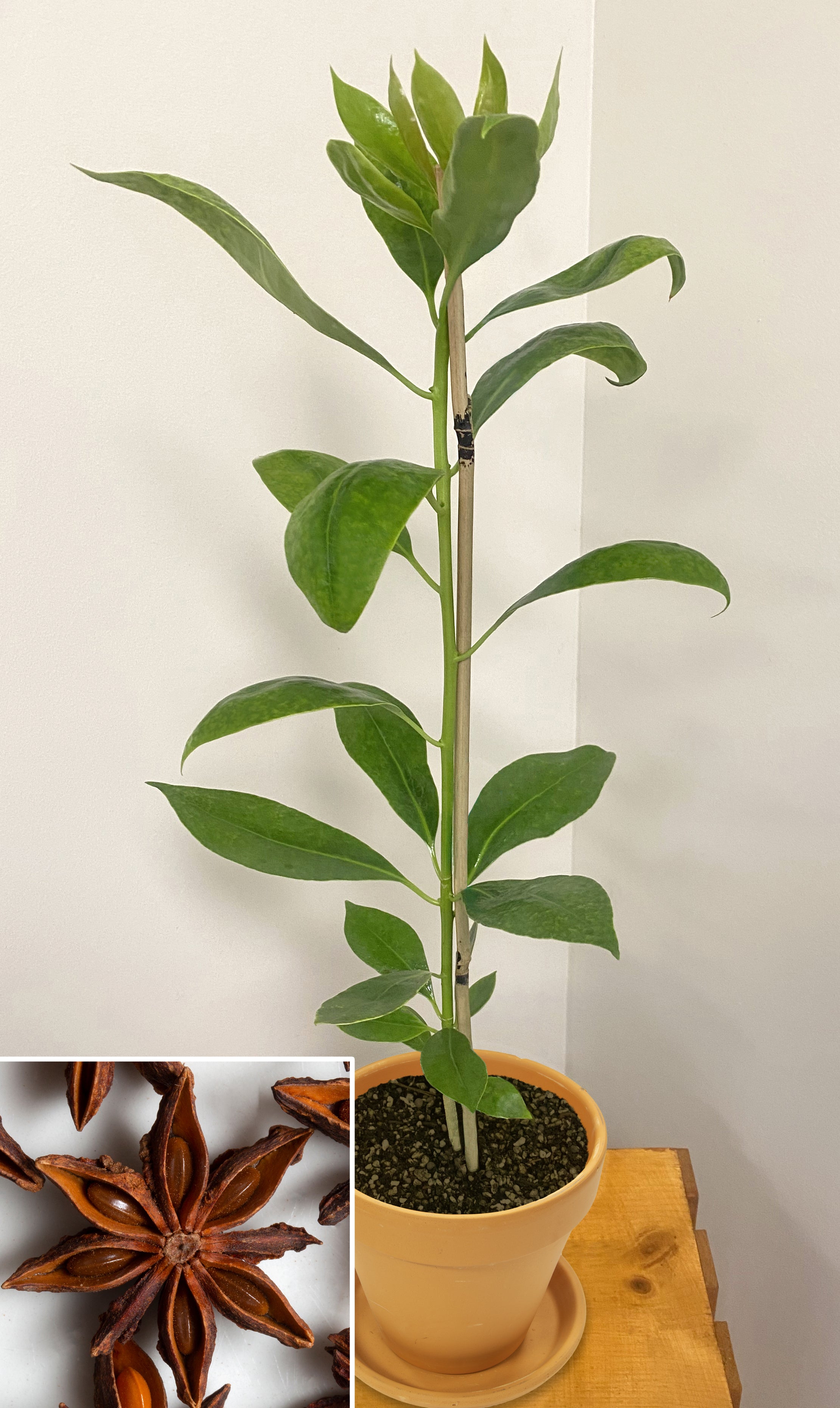 Star Anise (Illicium verum)