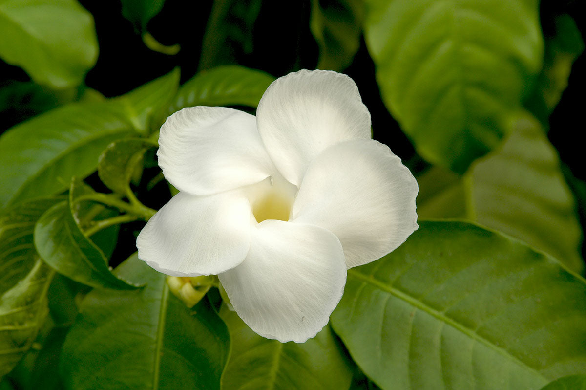 Milky Way Tree (Stemmadenia litoralis)