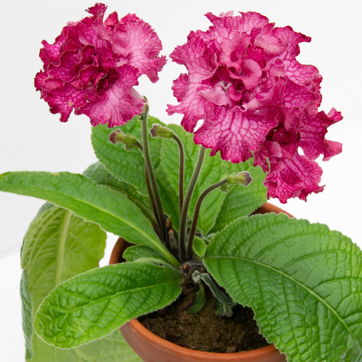 Cape Primrose ‘Eternity’ (Streptocarpus hybrid)