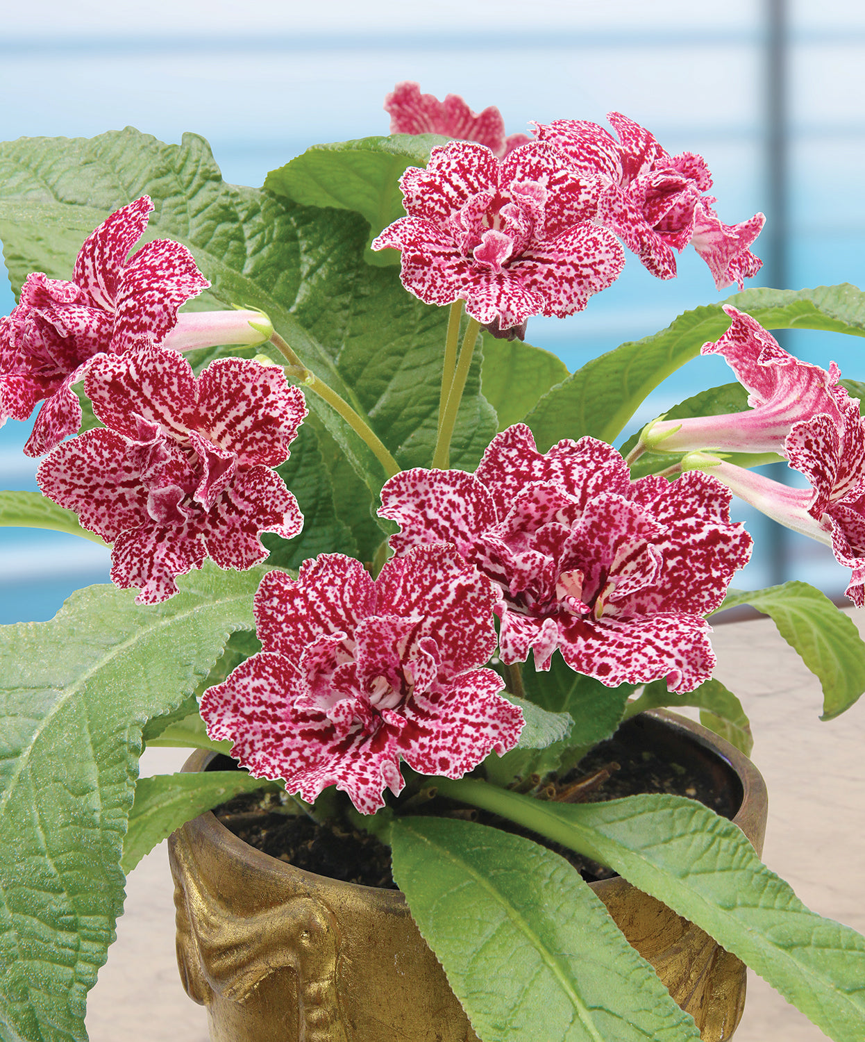 Cape Primrose ‘Hawaiian Party’ (Streptocarpus hybrid)
