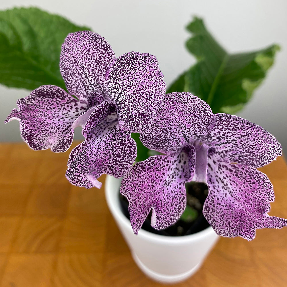 Cape Primrose ‘Siberia’ (Streptocarpus hybrid)