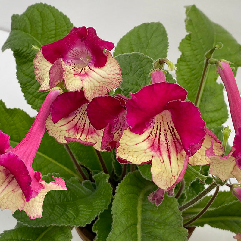 Cape Primrose 'Kalahari'