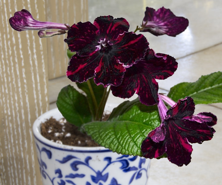 Cape Primrose ‘Night Lights’ (Streptocarpus hybrid)
