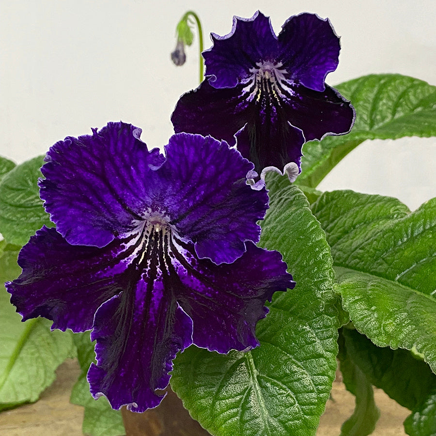 Cape Primrose ‘Siberia’ (Streptocarpus hybrid)