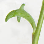 String of Dolphins Senecio (Senecio peregrinus)