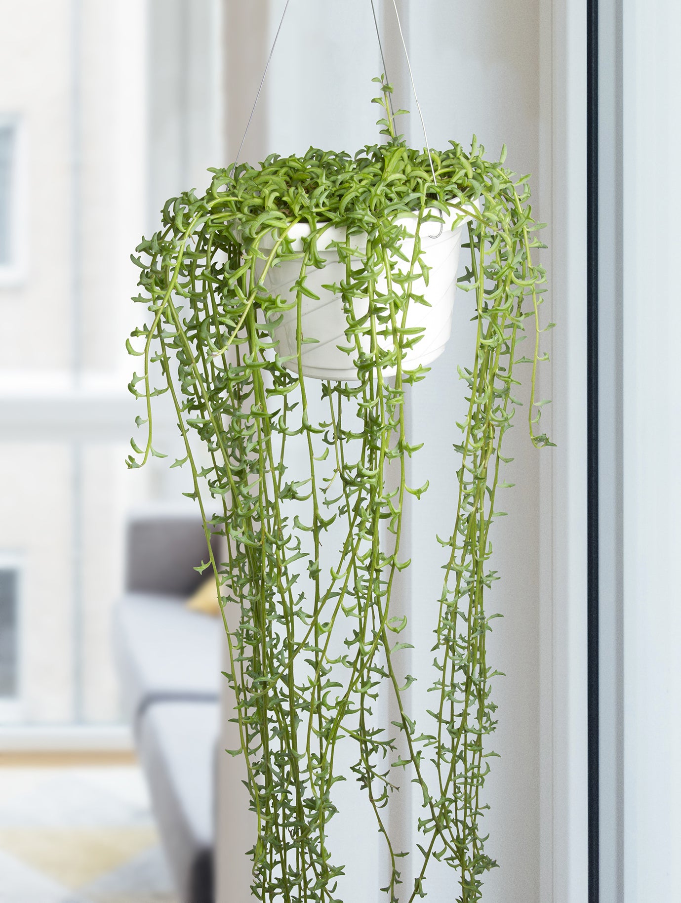 String of Dolphins Senecio (Senecio peregrinus) - Thumbnail 2