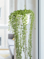 String of Dolphins Senecio (Senecio peregrinus)