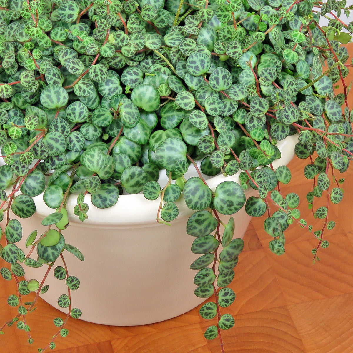String of Turtles (Peperomia prostrata)