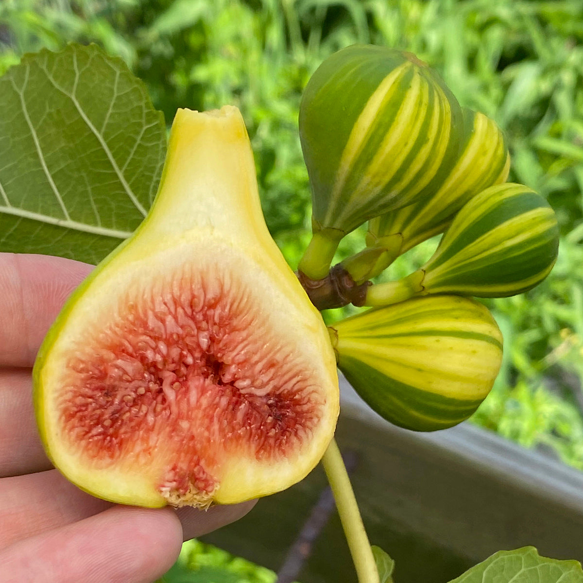 Fig Tree ‘Panache’ (Ficus carica hybrid)
