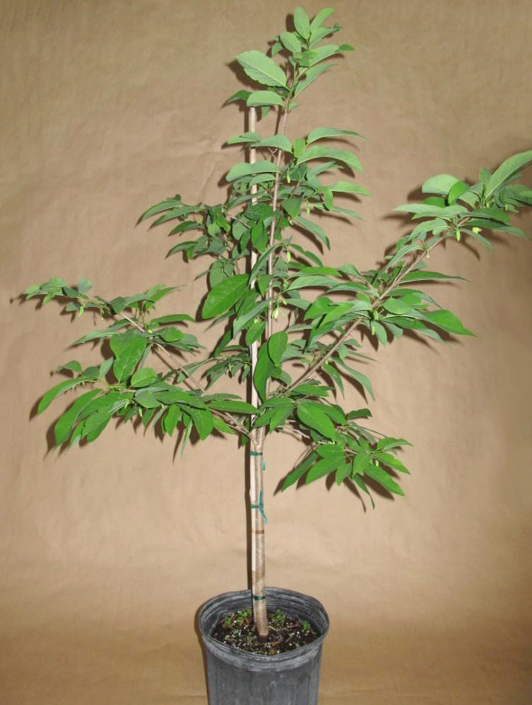 Sugar Apple Tree ‘Thai Lessard’ (Annona squamosa)