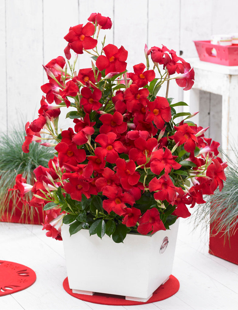 Dipladenia Sundenia® ‘Red’ (Dipladenia hybrid)