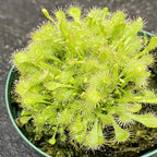 Spoon Leaf Sundew (Drosera spathulata)