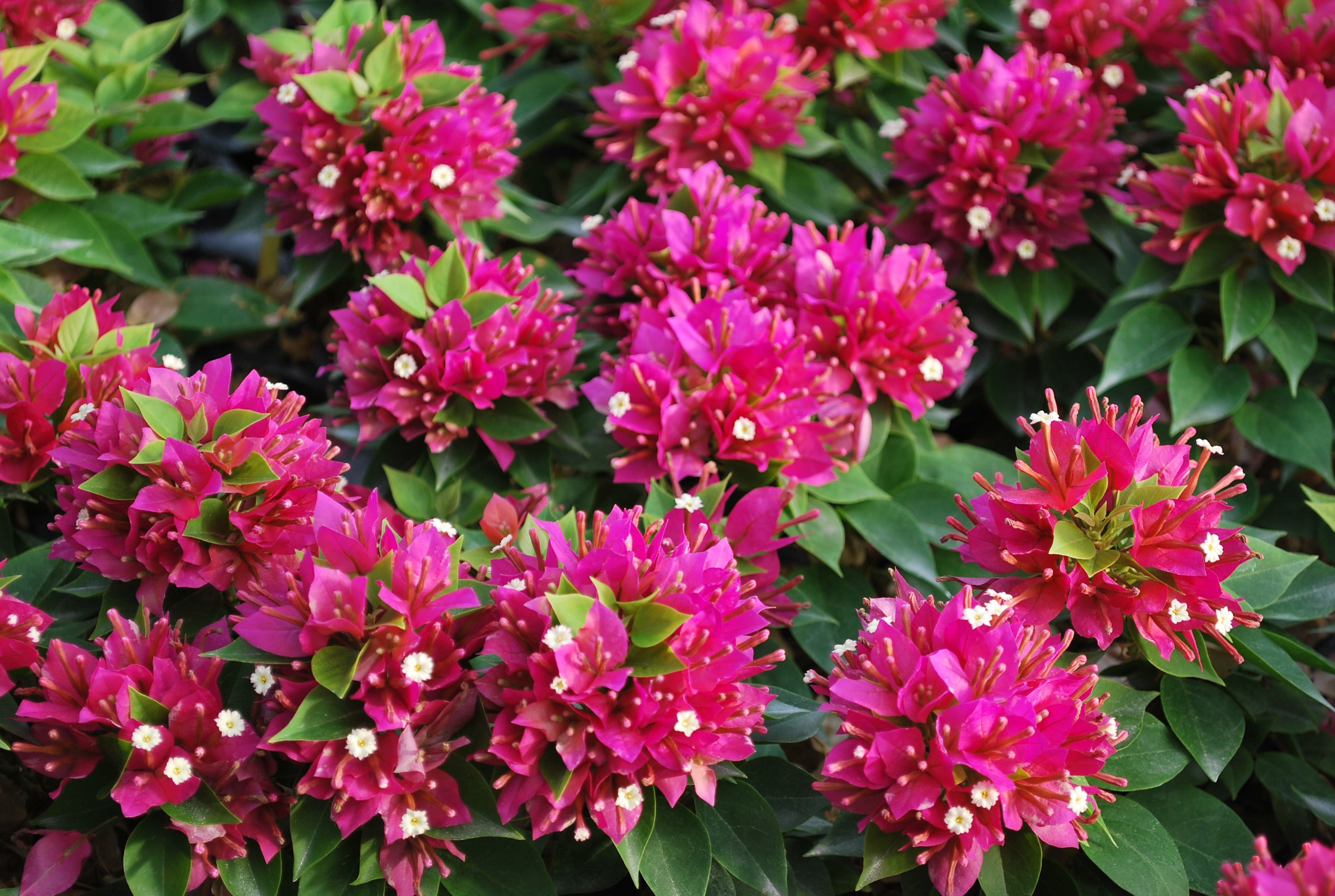 Bougainvillea Sunvillea™ ‘Rose’ PP (Bougainvillea hybrid)