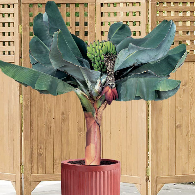 Banana Plant 'Super Dwarf Cavendish' For Sale – Logee's Plants