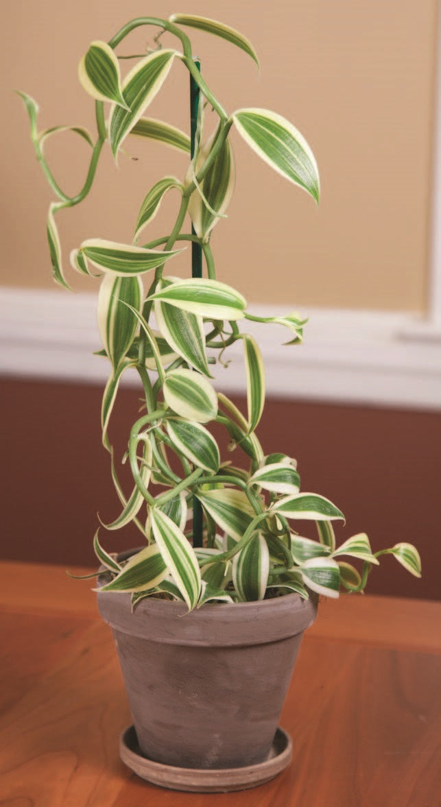 Variegated Vanilla ‘Super White’ (Vanilla planifolia hybrid)