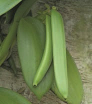 Variegated Vanilla ‘Super White’ (Vanilla planifolia hybrid)