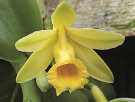 Variegated Vanilla ‘Super White’ (Vanilla planifolia hybrid)