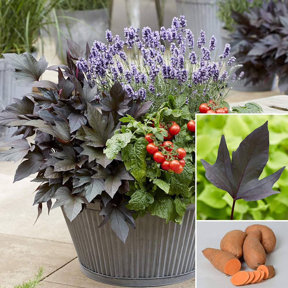 Sweet Potato Vine Treasure Island™ ‘Manihi’ PP