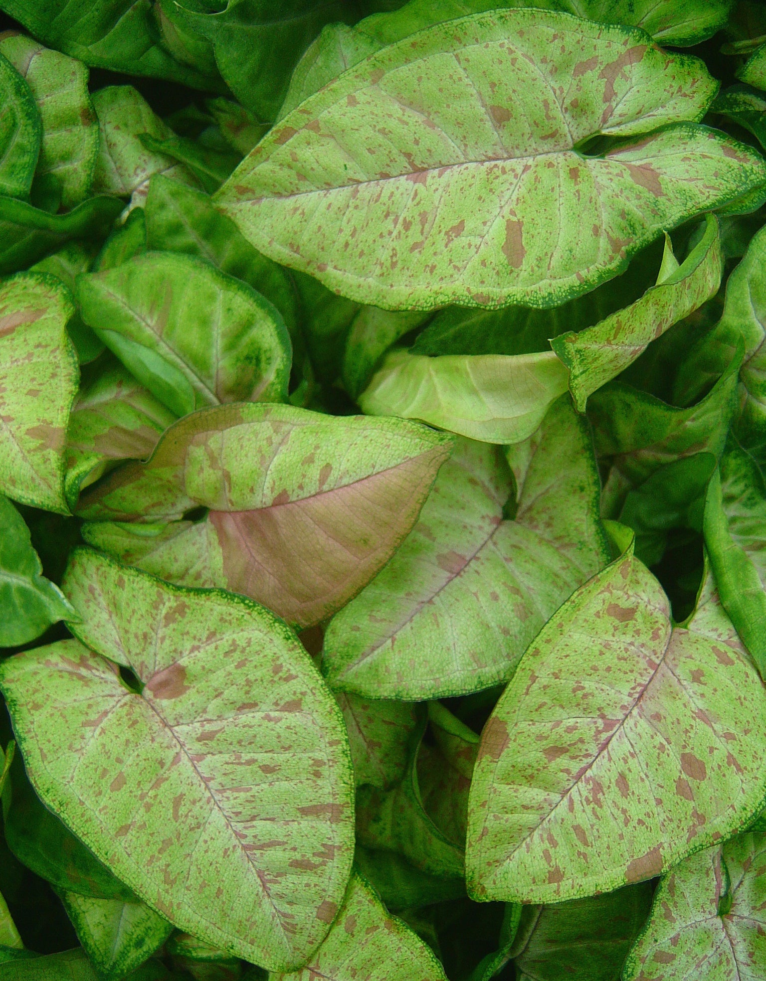 Syngonium ‘Confetti’ PP (Syngonium podophyllum hybrid)