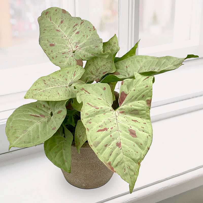 Syngonium ‘Milk Confetti’ (Syngonium podophyllum)