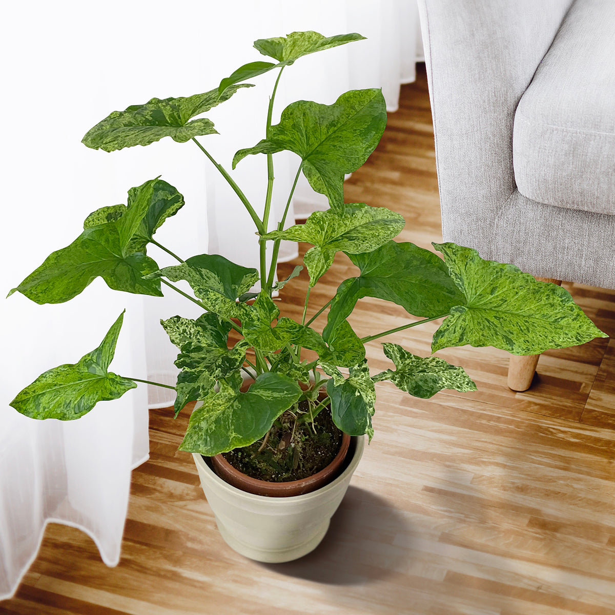 Syngonium ‘Mojito’ (Syngonium podophyllum)